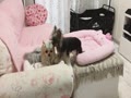 桃には苺に対する態度と違う桜ちゃん 桃には苺に対する態度と違う桜ちゃん